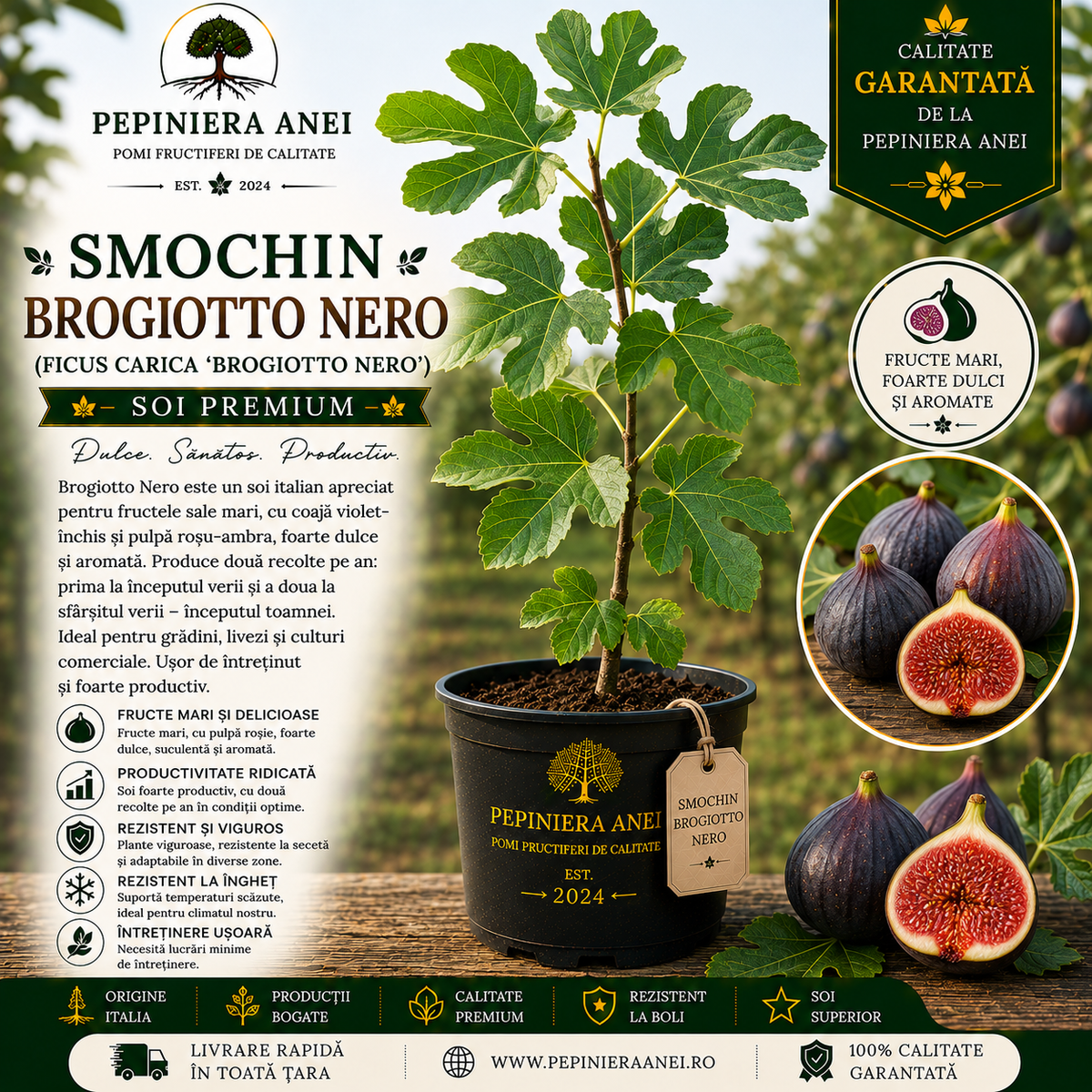 Smochin Brogiotto Nero (Ficus carica 'Brogiotto Nero')