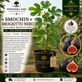 Smochin Brogiotto Nero (Ficus carica 'Brogiotto Nero')