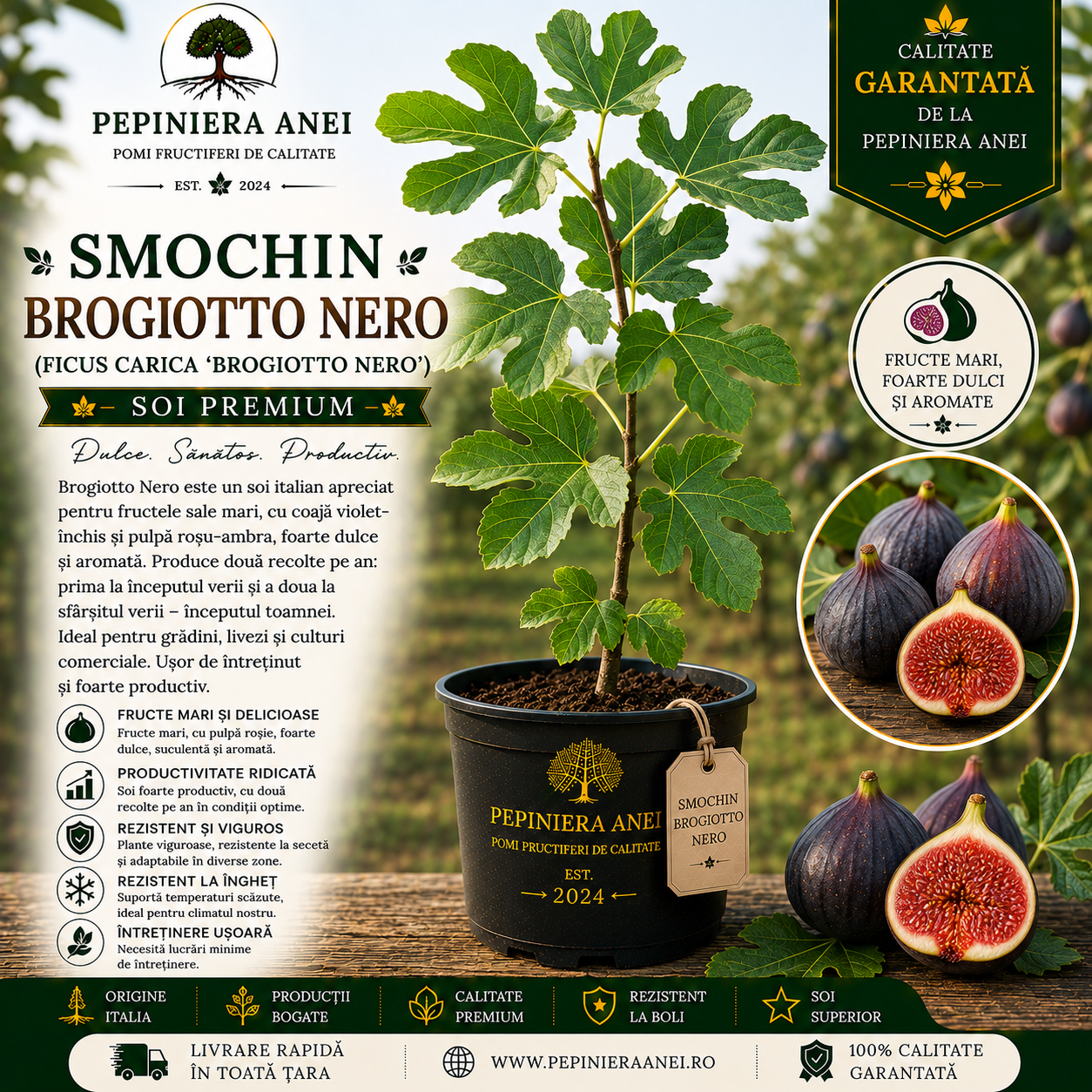 Smochin Brogiotto Nero (Ficus carica 'Brogiotto Nero')