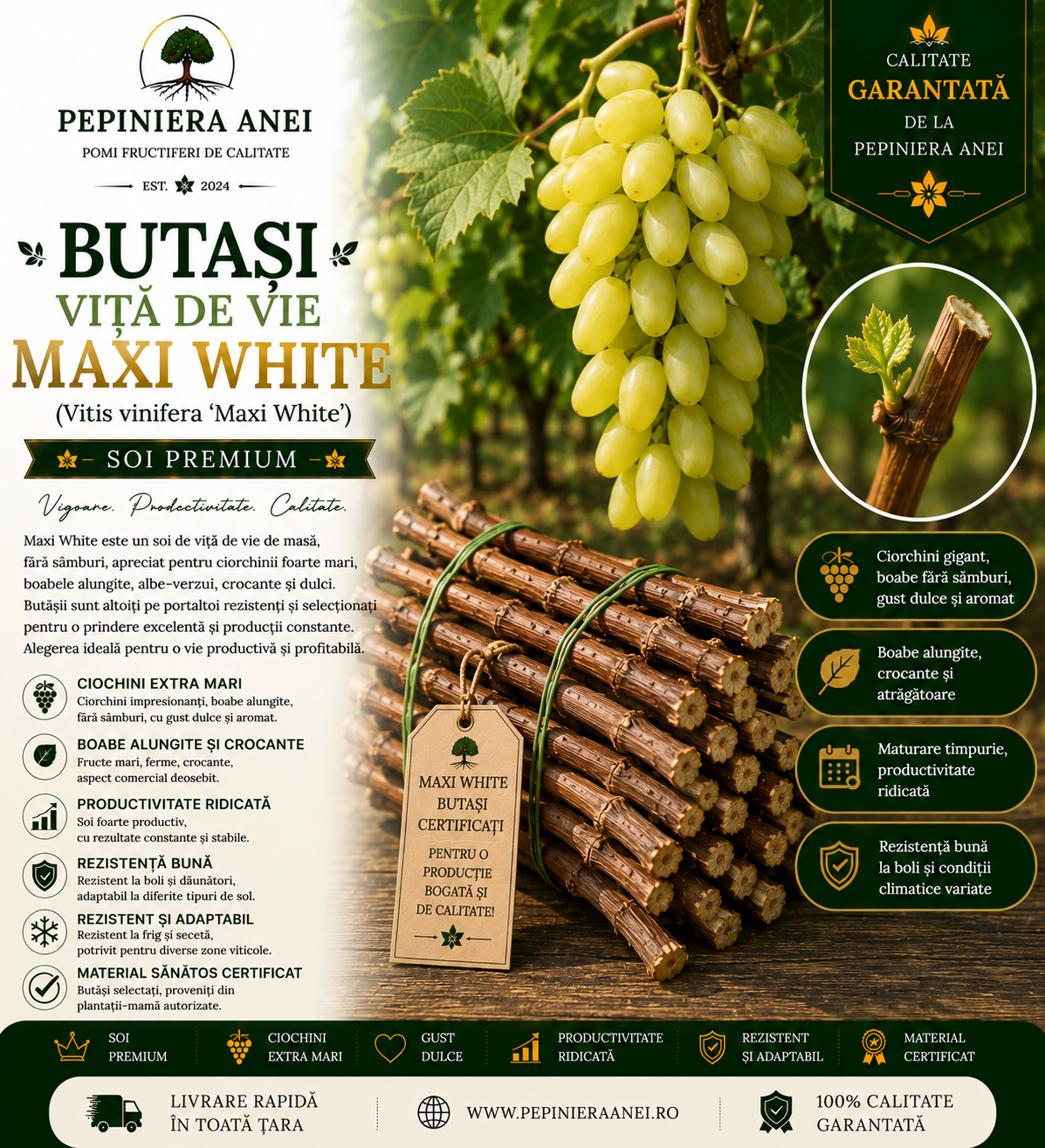 Butași Viță de Vie Maxi White (Vitis vinifera 'Maxi White')