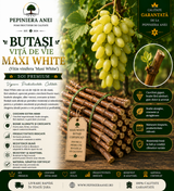 Butași Viță de Vie Maxi White (Vitis vinifera 'Maxi White')