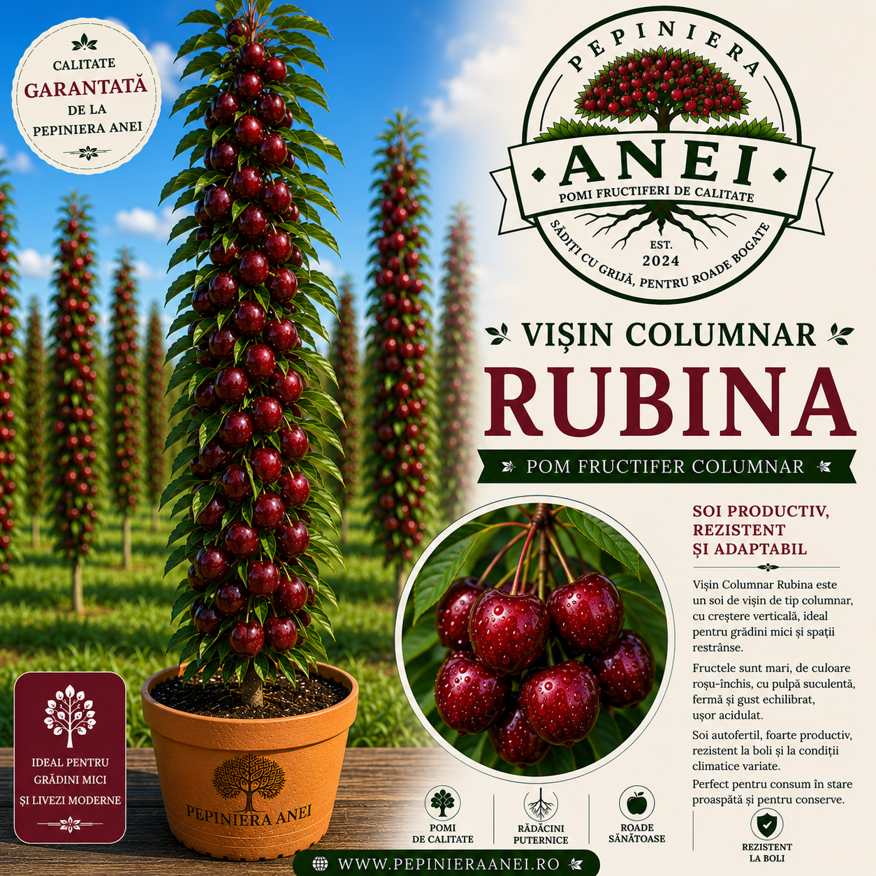 Visin Columnar Rubina