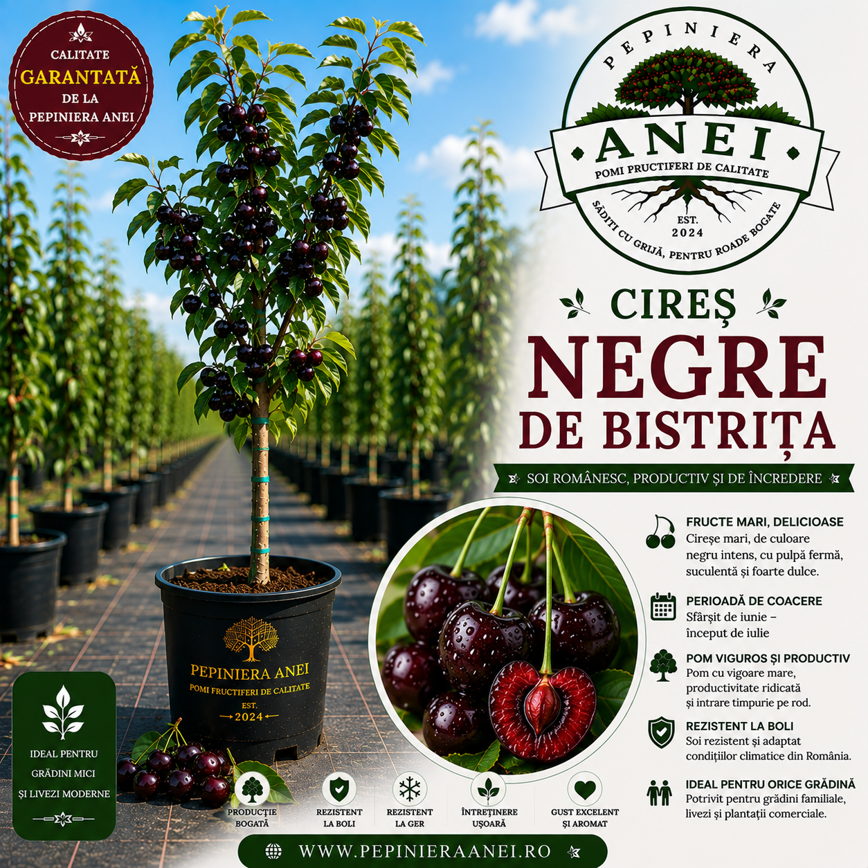 Cires Negre de Bistrita