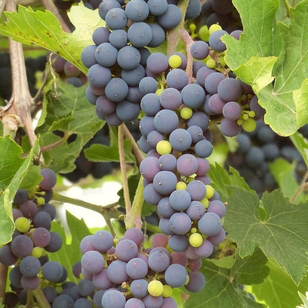 Butași Viță de Vie Dobrowski (Vitis vinifera 'Dobrowski')