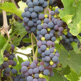 Butași Viță de Vie Dobrowski (Vitis vinifera 'Dobrowski')