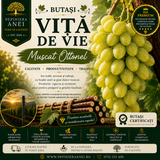 Butași Viță de Vie – Muscat Ottonel