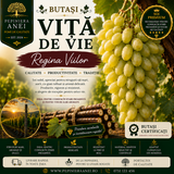 Butași Viță de Vie – Regina Viilor