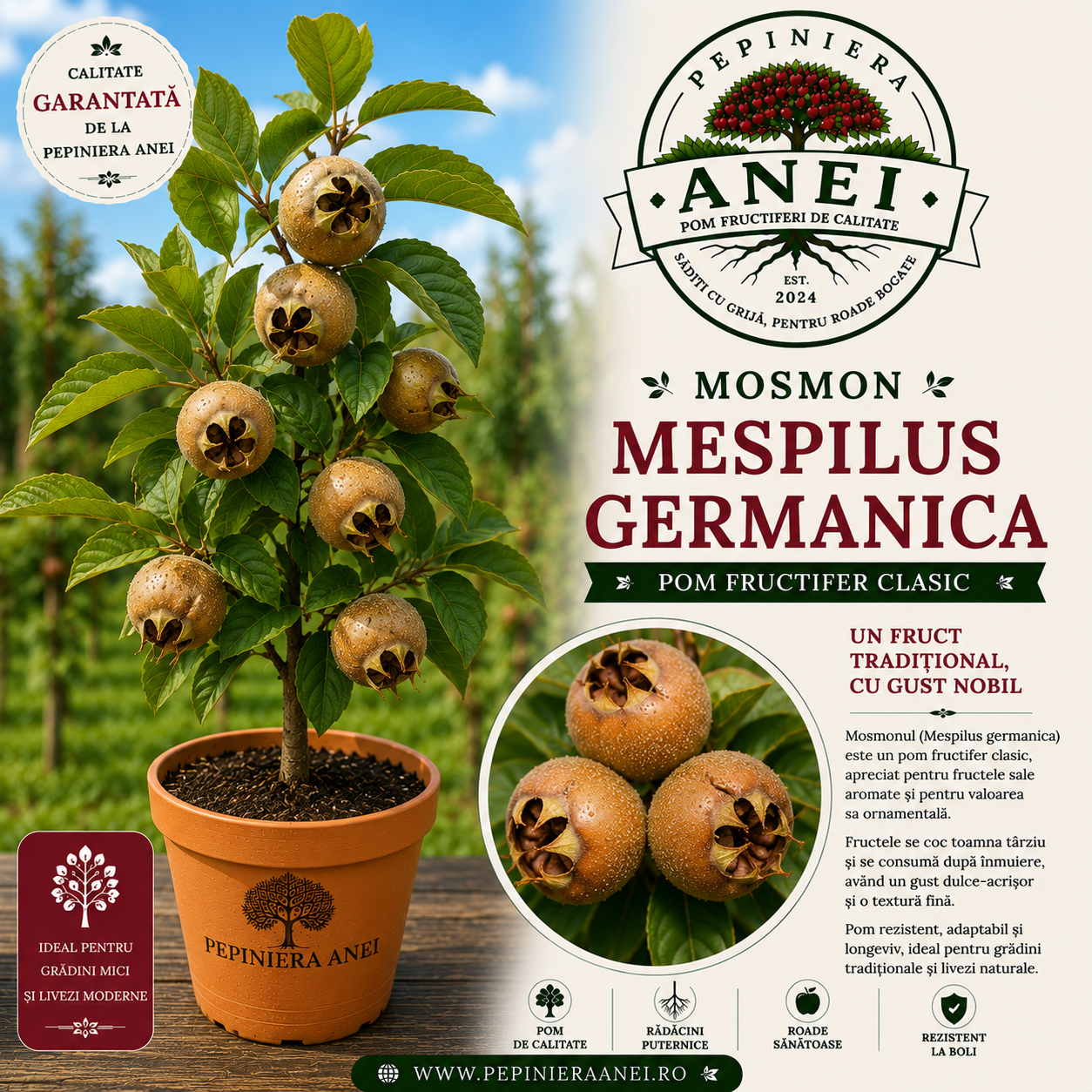 Moșmon - Mespilus Germanica