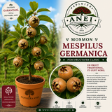 Moșmon - Mespilus Germanica