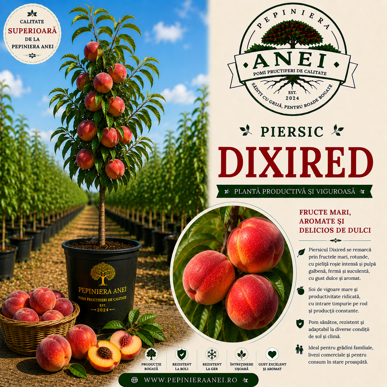 Piersic – Dixired