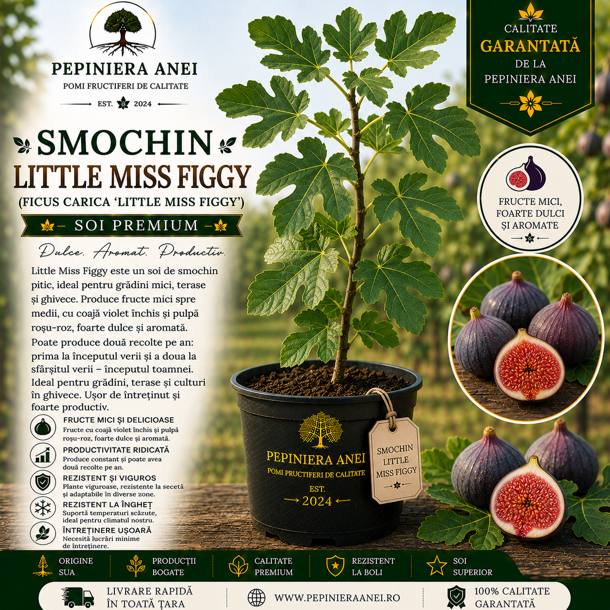 Smochin Little Miss Figgy (Ficus carica 'Little Miss Figgy')