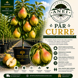 Par Curre