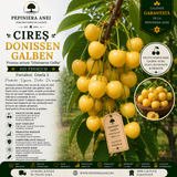 Cireș Donissen Galben – Portaltoi Gisela 5 (Prunus avium 'Dönissens Gelbe')