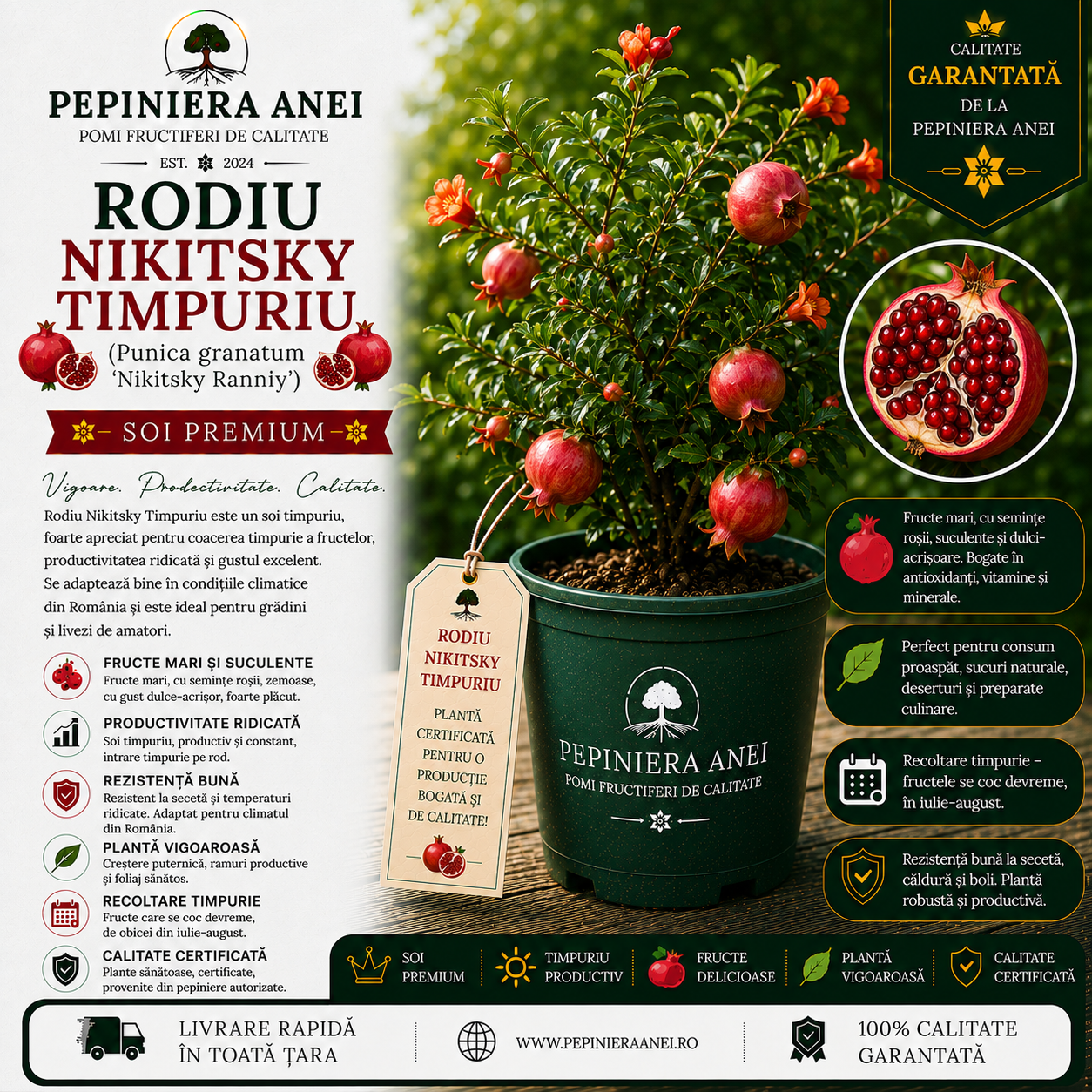 Rodiu Nikitsky Timpuriu (Punica granatum 'Nikitsky Ranniy')