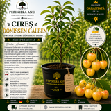 Cireș Donissen Galben (Prunus avium 'Dönissens Gelbe')