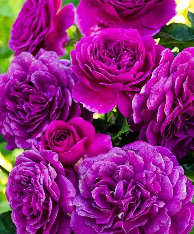 Trandafir Pomișor Violet (Ghiveci, 140–160 cm)