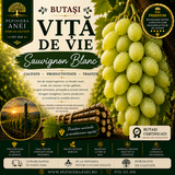 Butași Viță de Vie – Sauvignon Blanc