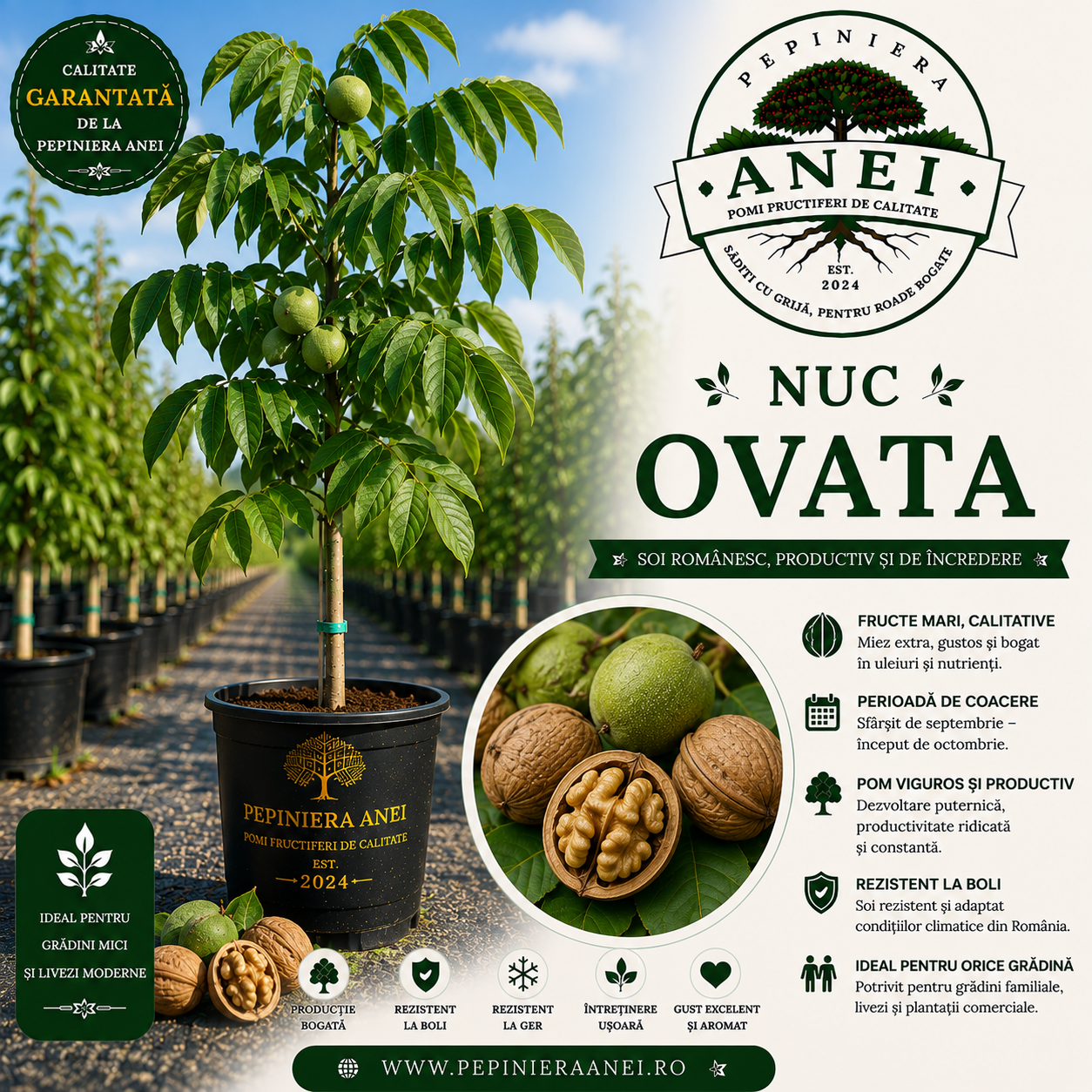Nuc Ovata