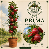 Mar Prima