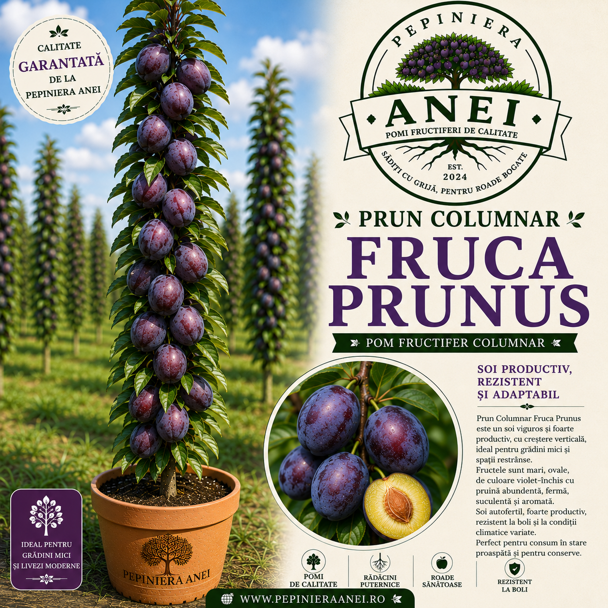 Prun Columnar Fruca Prunus