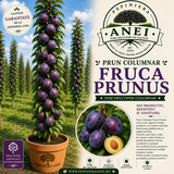 Prun Columnar Fruca Prunus