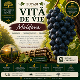 Butași Viță de Vie – Moldova