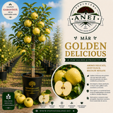 Mar Golden Delicious