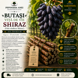 Butași Viță de Vie Shiraz (Vitis vinifera 'Shiraz')