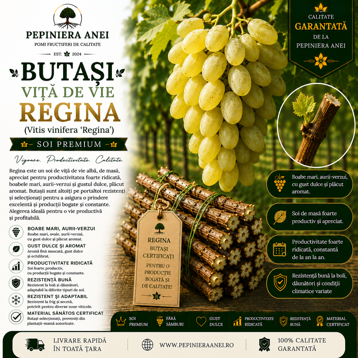Butași Viță de Vie Regina (Vitis vinifera 'Regina')