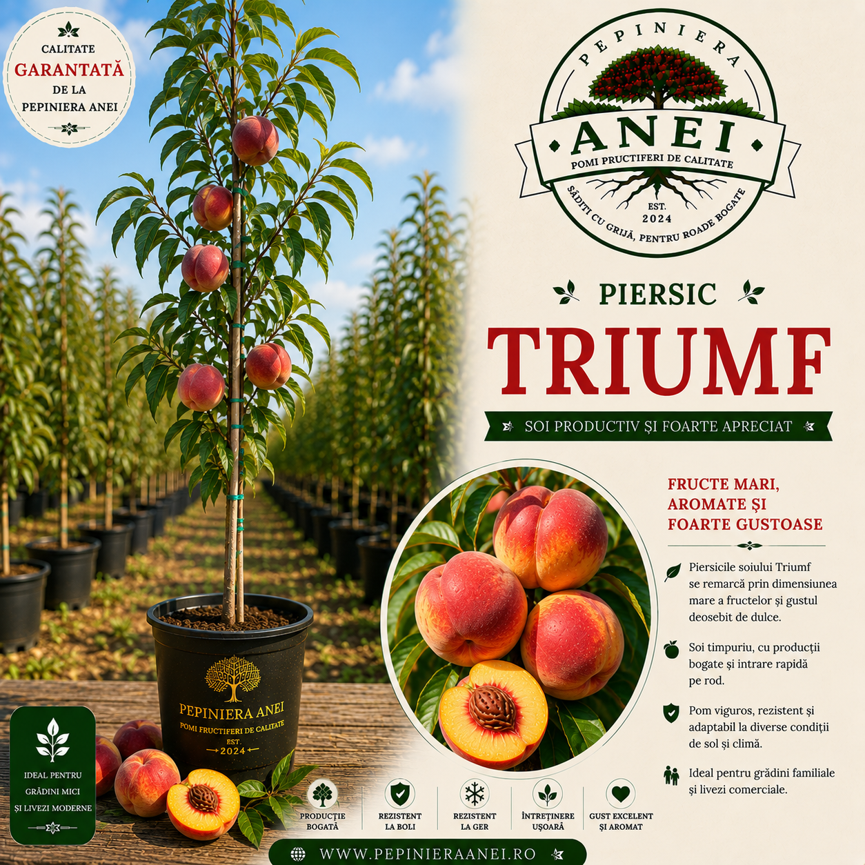 Piersic – Triumf