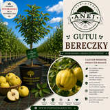 Gutui Bereczky