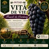 Butași Viță de Vie – Muscat de Hamburg