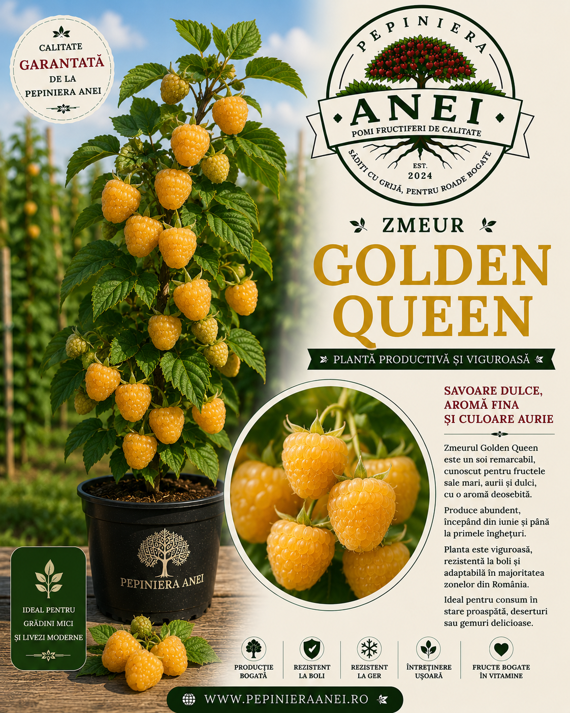 Zmeur – Golden Queen