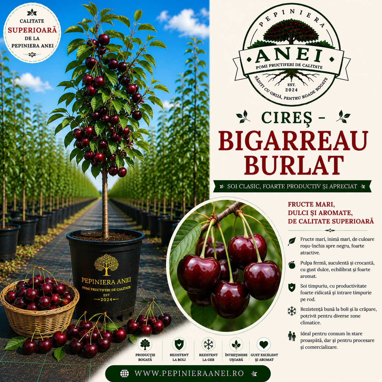 Cireș – Bigarreau Burlat