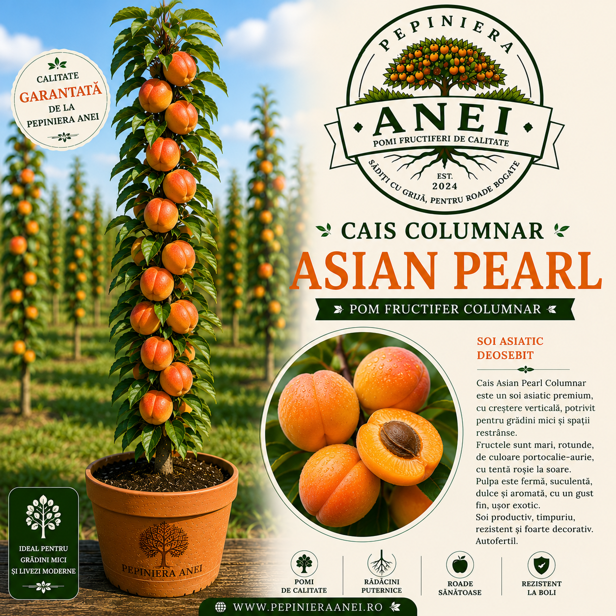 Cais Asian Pearl Columnar