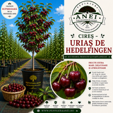 Cireș – Uriaș de Hedelfingen