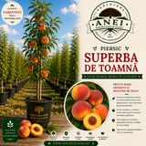 Piersic – Superbă de Toamnă