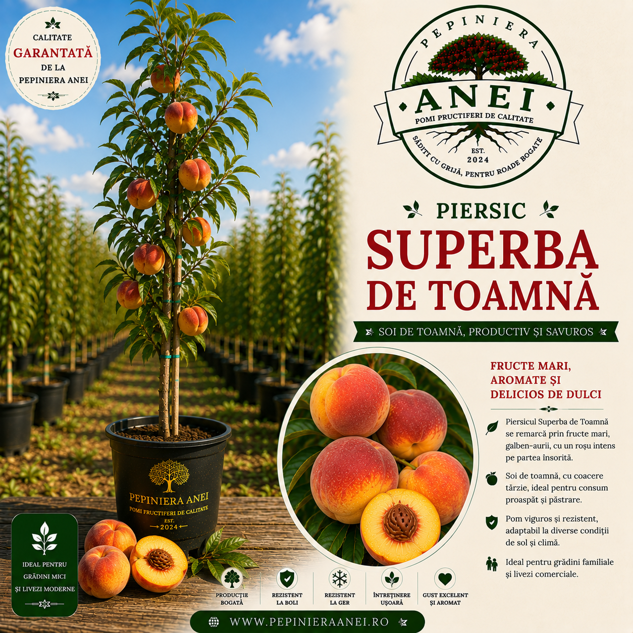 Piersic – Superbă de Toamnă