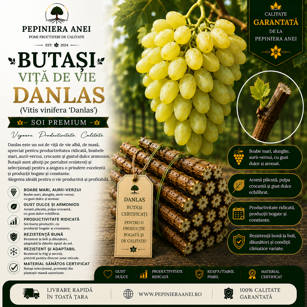 Butași Viță de Vie Danlas (Vitis vinifera 'Danlas')