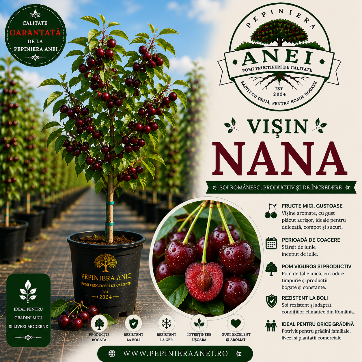 Visin Nana
