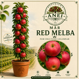 Mar Red Melba