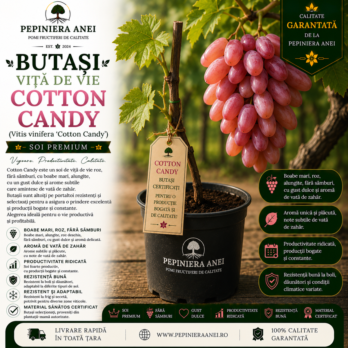 Butași Viță de Vie Cotton Candy (Vitis vinifera 'Cotton Candy')