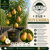 Par Novembra