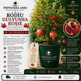 Rodiu Gulyusha Roșie (Punica granatum 'Gulyusha Rosovaya')