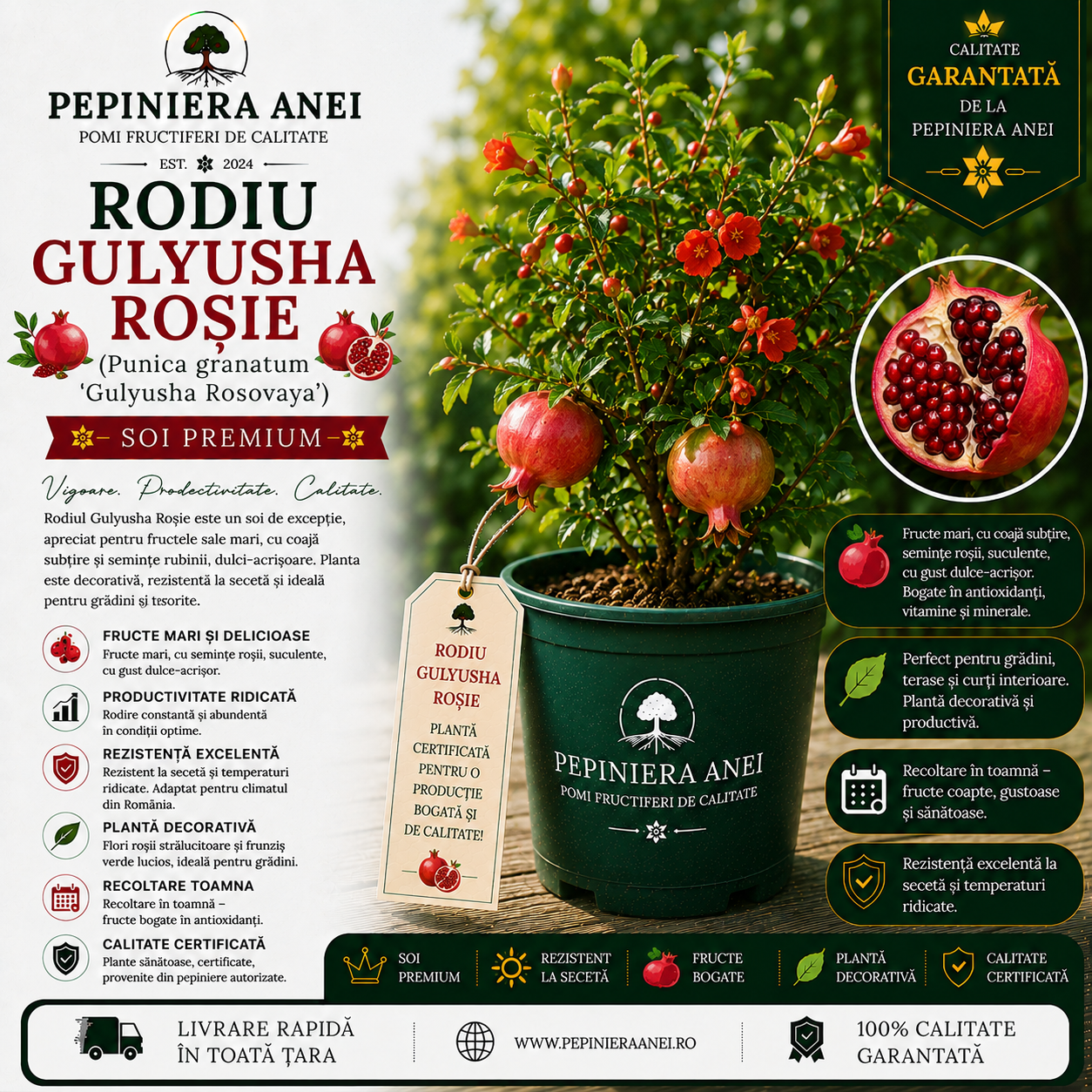 Rodiu Gulyusha Roșie (Punica granatum 'Gulyusha Rosovaya')