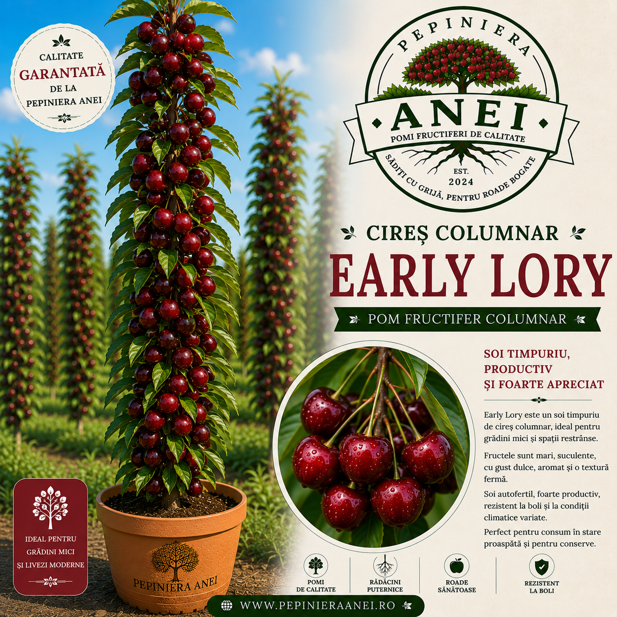 Cires Early Lory