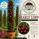 Cires Early Lory
