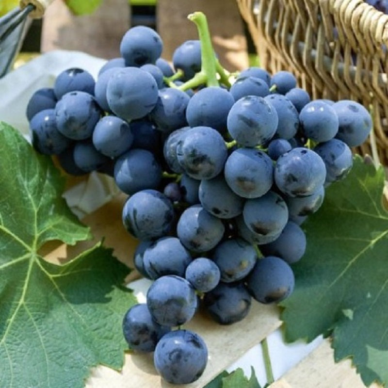 Butași Viță de Vie Alphonse Lavallée (Vitis vinifera 'Alphonse Lavallée')