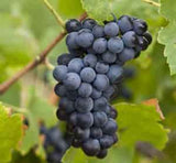Butași Viță de Vie Shiraz (Vitis vinifera 'Shiraz')