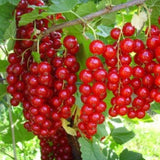 Coacăz Roșu Rovada (Ribes rubrum 'Rovada')